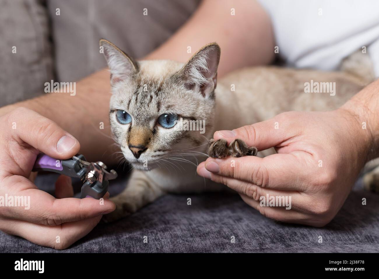 homme coupant des griffes de chat tabby mignon avec tondeuse Banque D'Images
