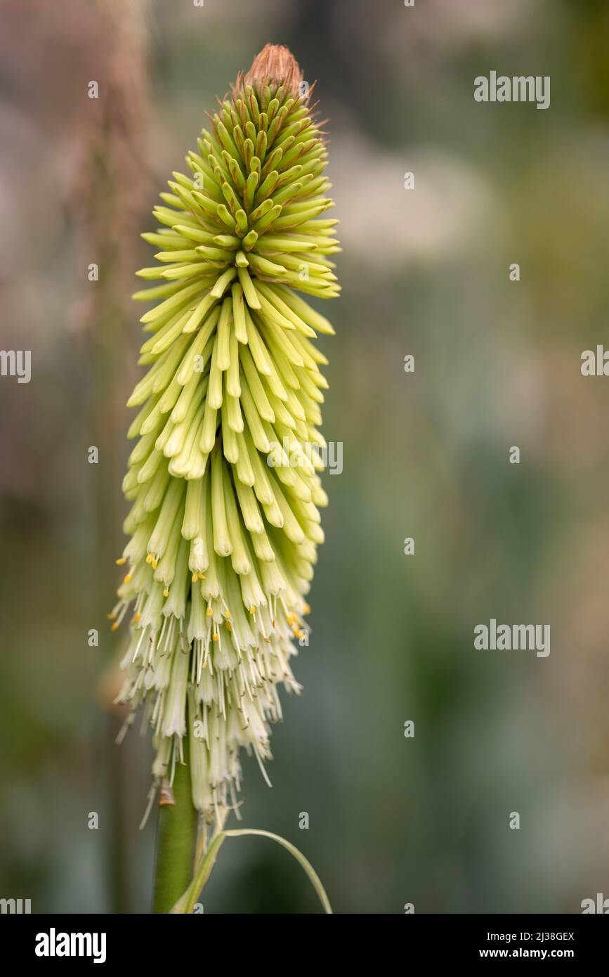 Kniphofia Green Jade-Red-Hot-Poker Banque D'Images
