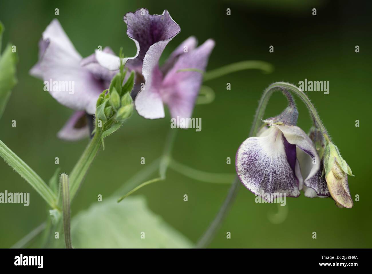 Lathyrus odoratus 'Earl Grey' - Pea doux Banque D'Images