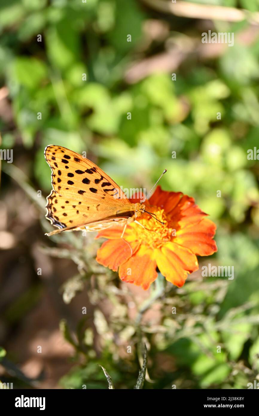 gros plan le papillon orange noir prendre le jus de fleur de marigold et tenir sur la fleur avec la plante dans le jardin doux foyer naturel brun backgroun Banque D'Images