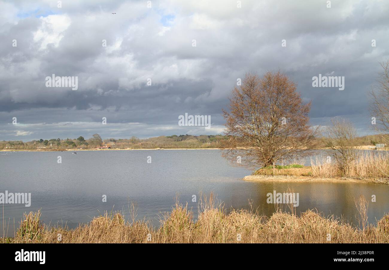 Lits de lac et de roseaux à la réserve naturelle et de pêche de Longham Lakes, Poole Dorset Banque D'Images