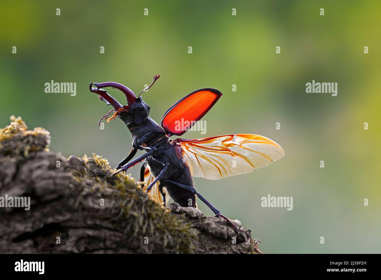 Le coléoptère européen (Lucanus cervus) avec de grandes mandibles / mâchoires exposant des ailes et des caisses d'ailes avant de voler en été Banque D'Images