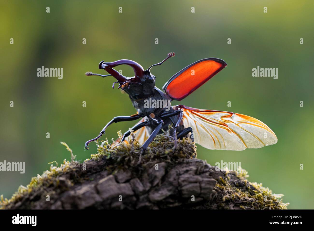 Le coléoptère européen (Lucanus cervus) avec de grandes mandibles / mâchoires exposant des ailes et des caisses d'ailes avant de voler en été Banque D'Images