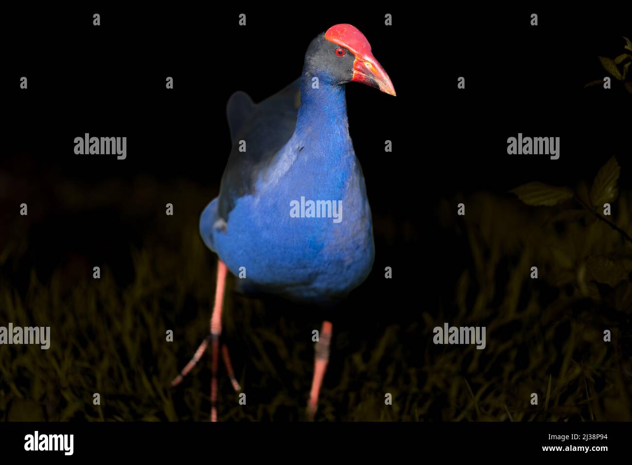 Bright and goofy look Pukeko, ou Austraulasian swamp-hen fouring autour de l'étang Banque D'Images