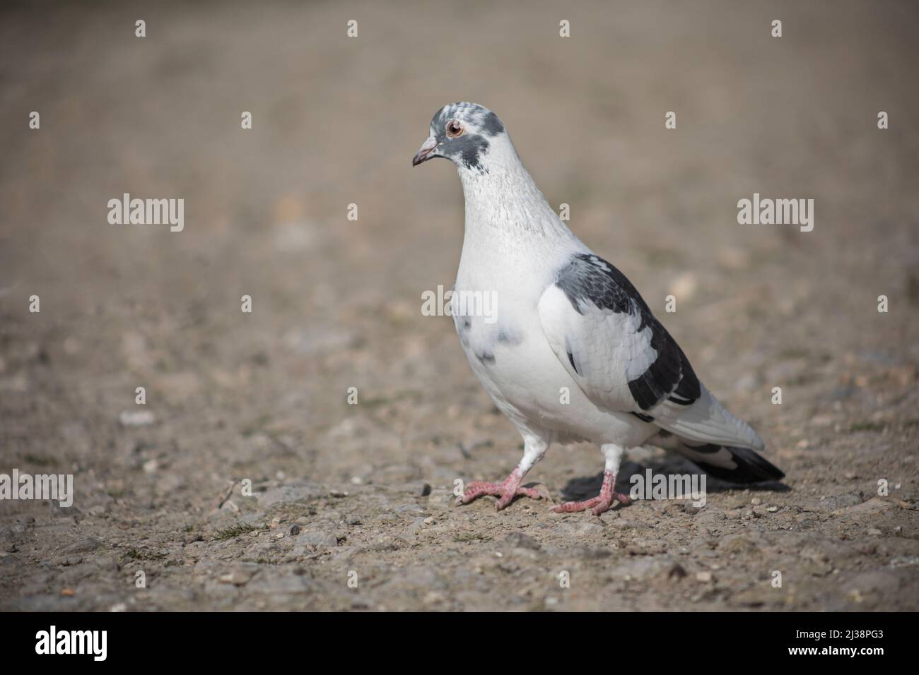 Gros plan d'un pigeon sauvage, photographié dans West Sussex Banque D'Images