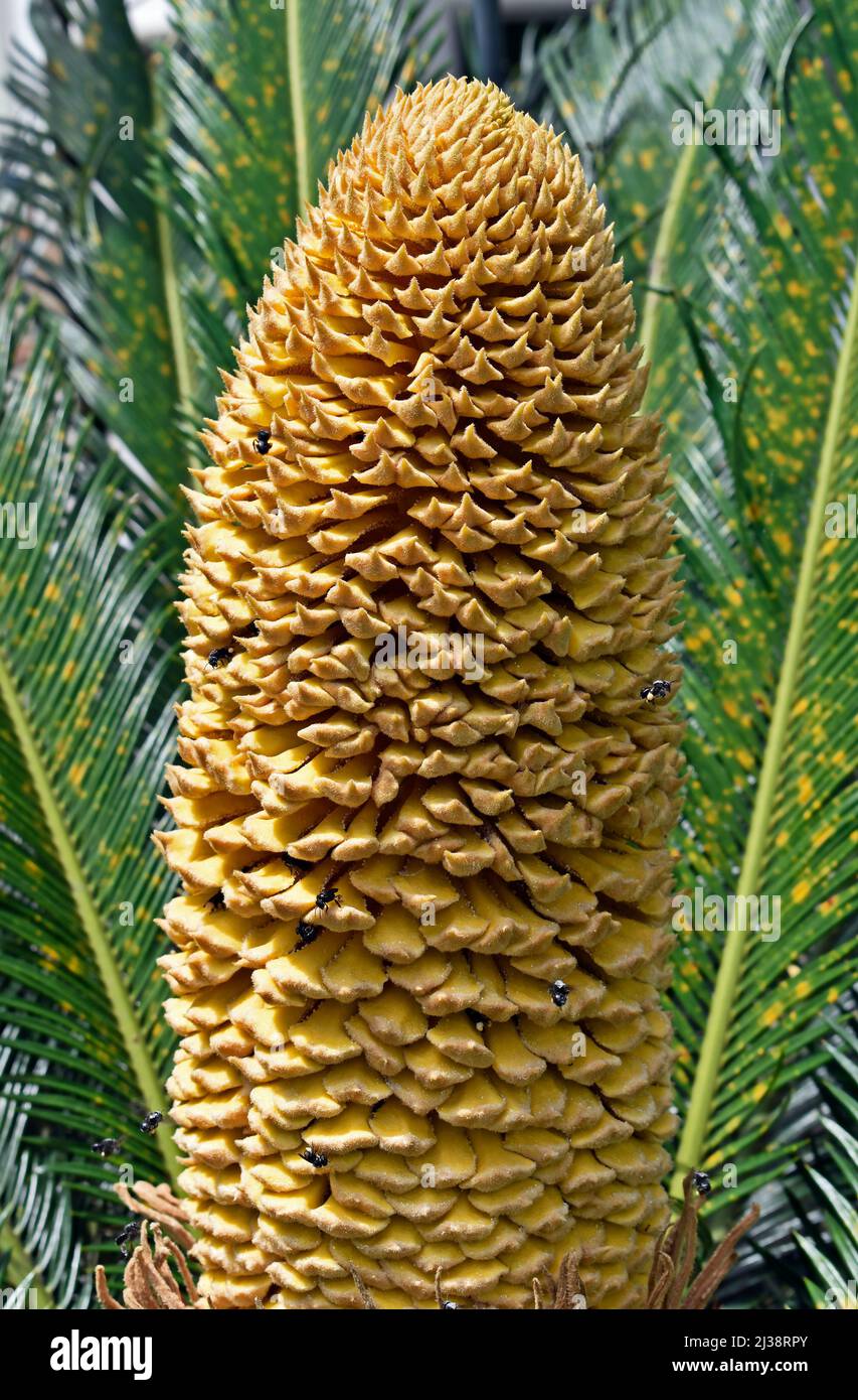 Cône mâle de la paume sagou (Cycas Revoluta) Banque D'Images