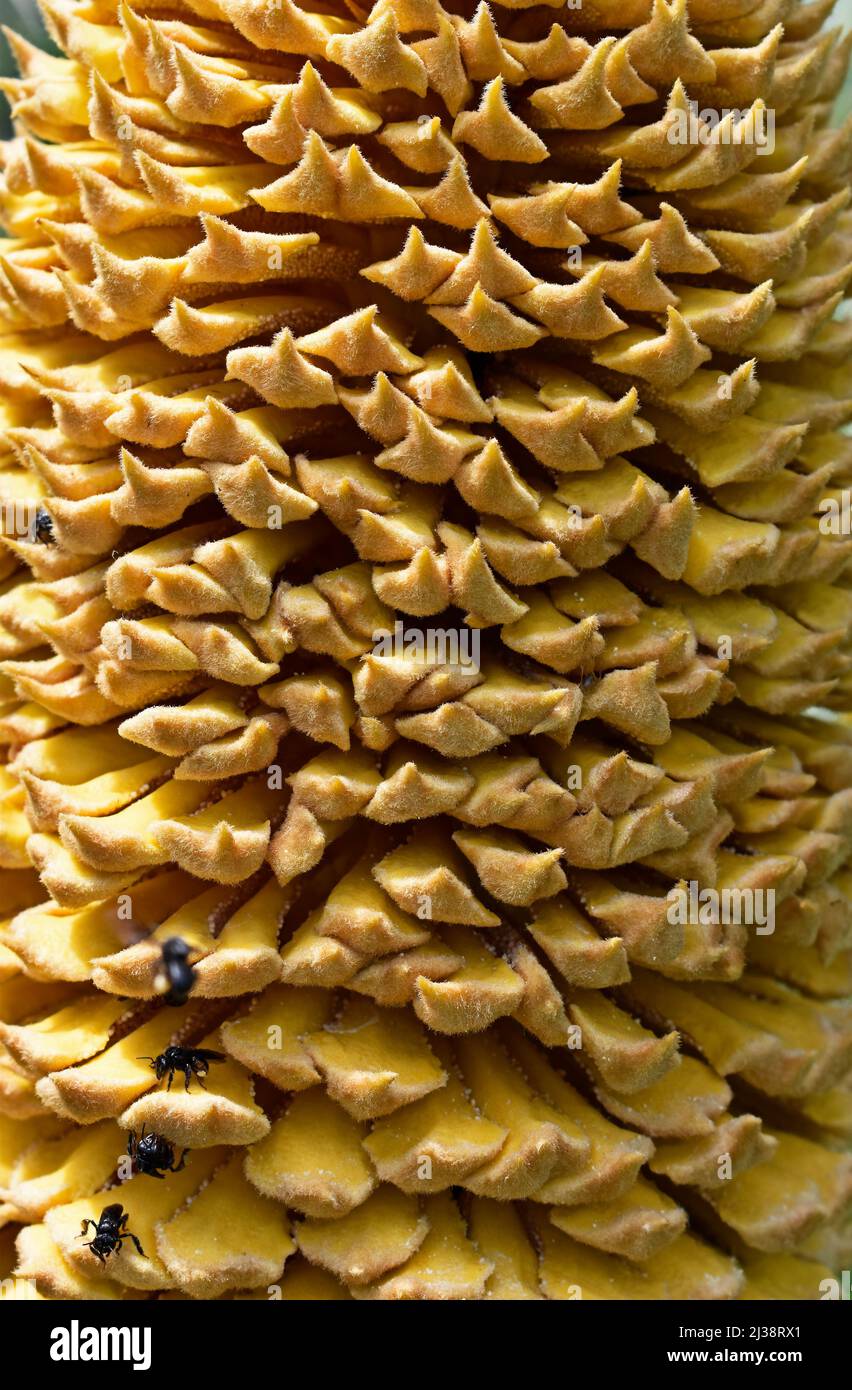 Cône mâle de la paume sagou (Cycas Revoluta) détail Banque D'Images