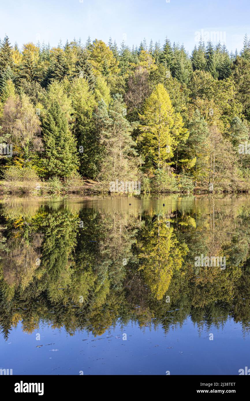 Couleurs d'automne au lac Mallards Pike dans la forêt de Dean près de Parkend, Gloucestershire, Angleterre Banque D'Images