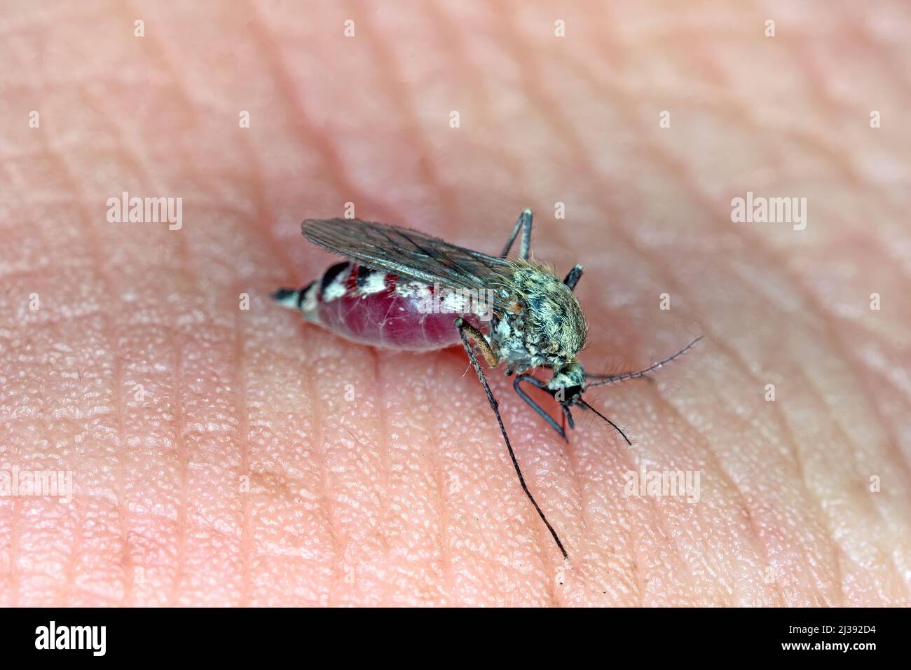 Dangereux paludisme infection moustique morsure de peau. Leishmaniose, encéphalite, fièvre jaune, dengue, maladie du paludisme, Mayaro ou virus Zika infectieux. Banque D'Images