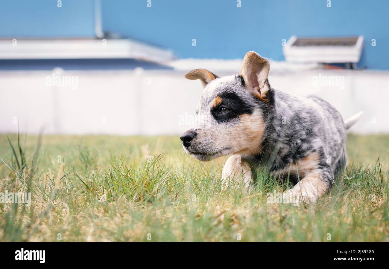 Chiot jouant dans l'arrière-cour, gros plan. Chien mignon avec un langage corporel intense et prêt à bondir ou à attaquer. chiot heeler bleu de 8 semaines Banque D'Images