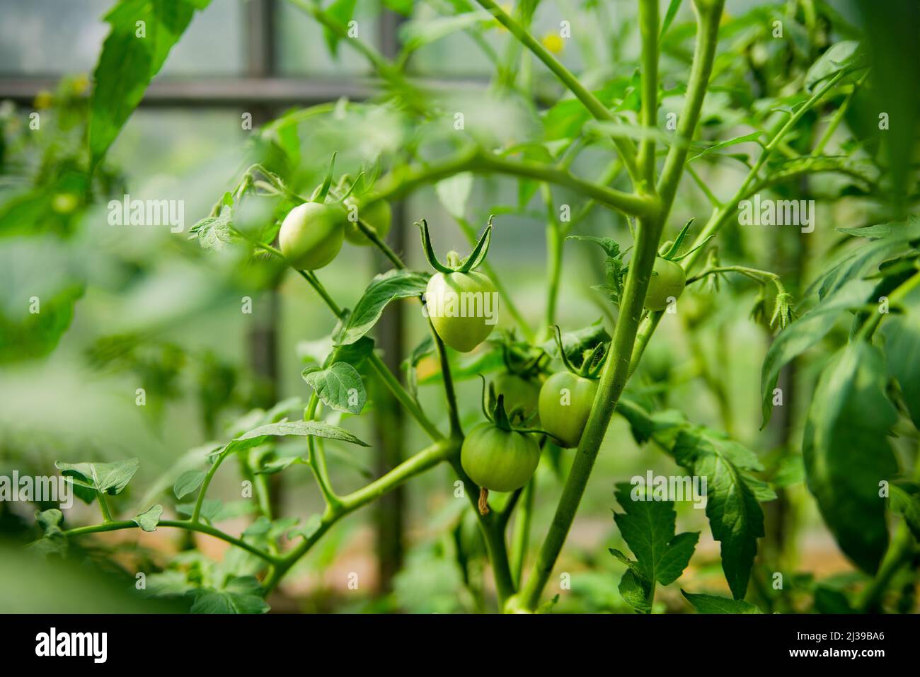 Tomates grapévine vertes. Tomates vertes non mûres sur la brousse. Tomates sur la vigne, tomates poussant sur les branches Banque D'Images