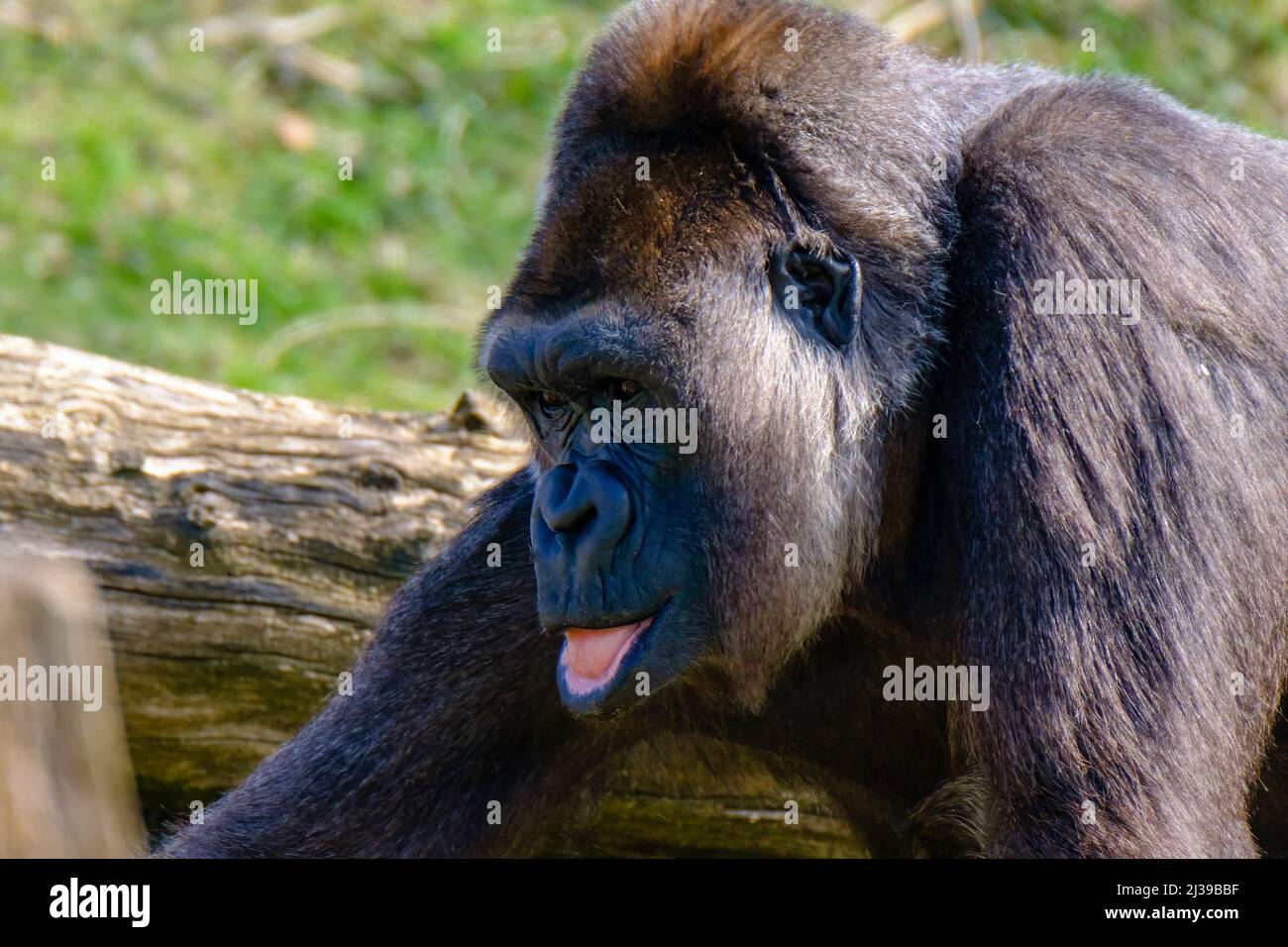 Un gros plan du gorille assis dans le zoo sur un fond flou Banque D'Images