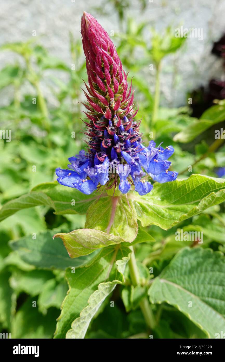 Blue Witches Hat (Pycnostachys urticifolia) en pleine croissance dans le sud de la Californie aux États-Unis Banque D'Images