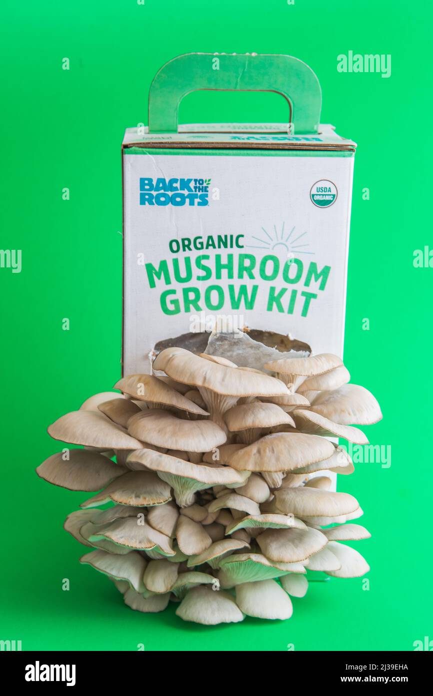 Still Air Box Pour La Culture De Champignons, Boîte à Air Statique