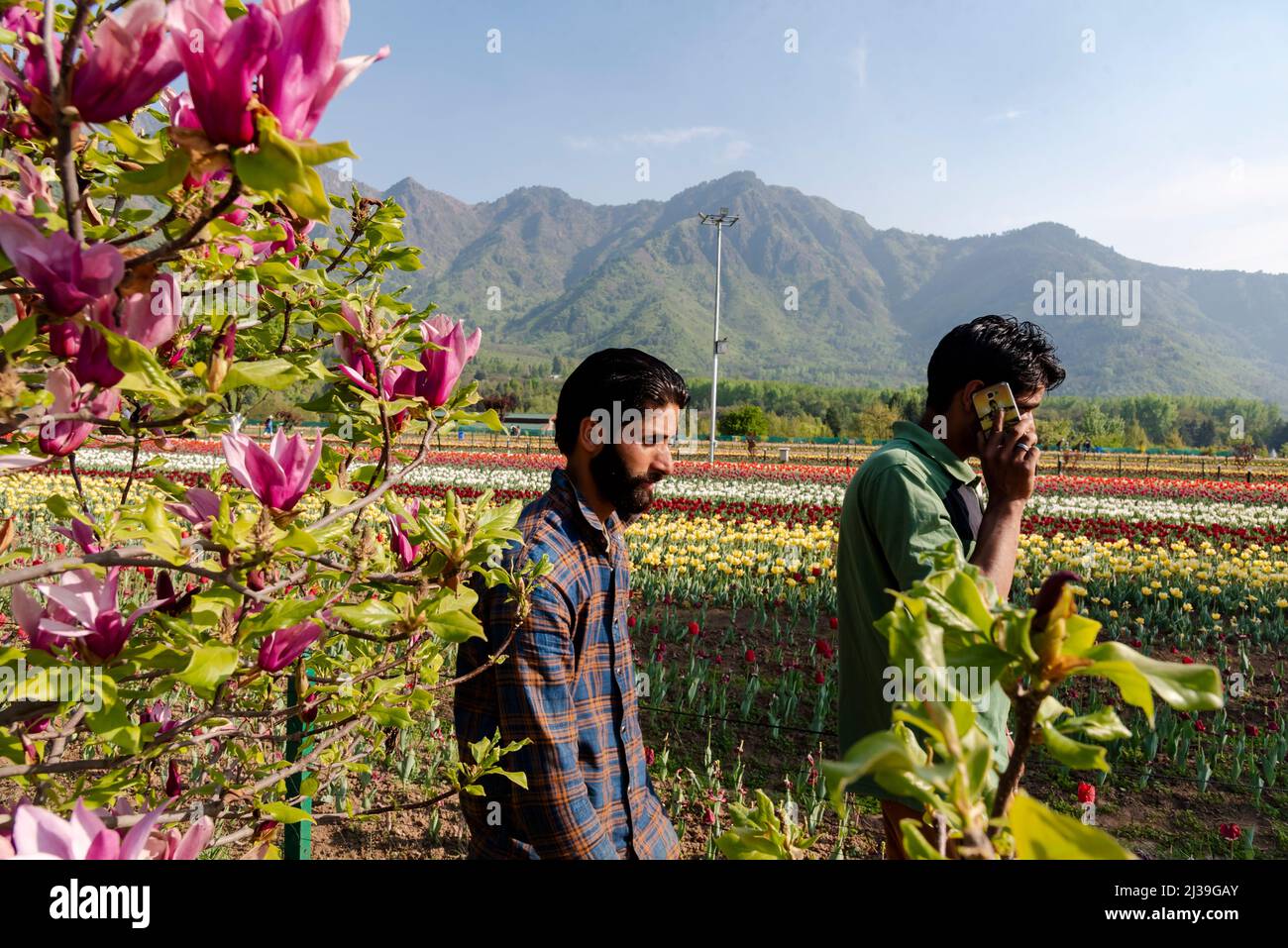 6 avril 2022, Srinagar, Jammu-et-Cachemire, Inde : les hommes marchent dans le jardin de tulipes au printemps. Le jardin Indira Gandhi Memorial Tulip Garden, anciennement Siraj Bagh, dispose d'environ 15 tulipes lakh dans plus de 60 variétés qui sont l'attraction vedette du jardin au printemps au Cachemire, qui inaugure le début de la haute saison touristique. Des centaines de personnes affluent vers les alcôves d'amandiers et les jardins de tulipes en pleine floraison du Cachemire, décrits par certains professionnels de la santé mentale locaux comme un traitement thérapeutique pour la psyché cramoisi. (Image de crédit : © Idrees Abbas/SOPA Images via ZUMA Press Wire) Banque D'Images