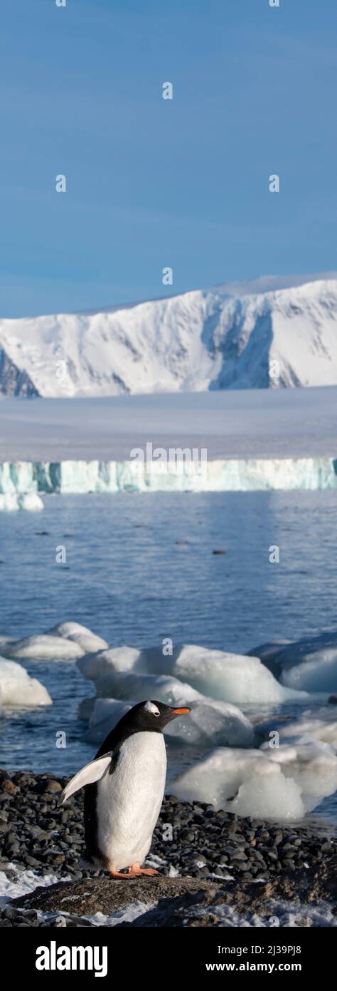 Antarctique, Péninsule de Tabarin, Brown Bluff. Manchot de gentoo solitaire (Pygoscelis papouasie) avec glacier. Non disponible pour les compagnies de bateaux de croisière. Banque D'Images