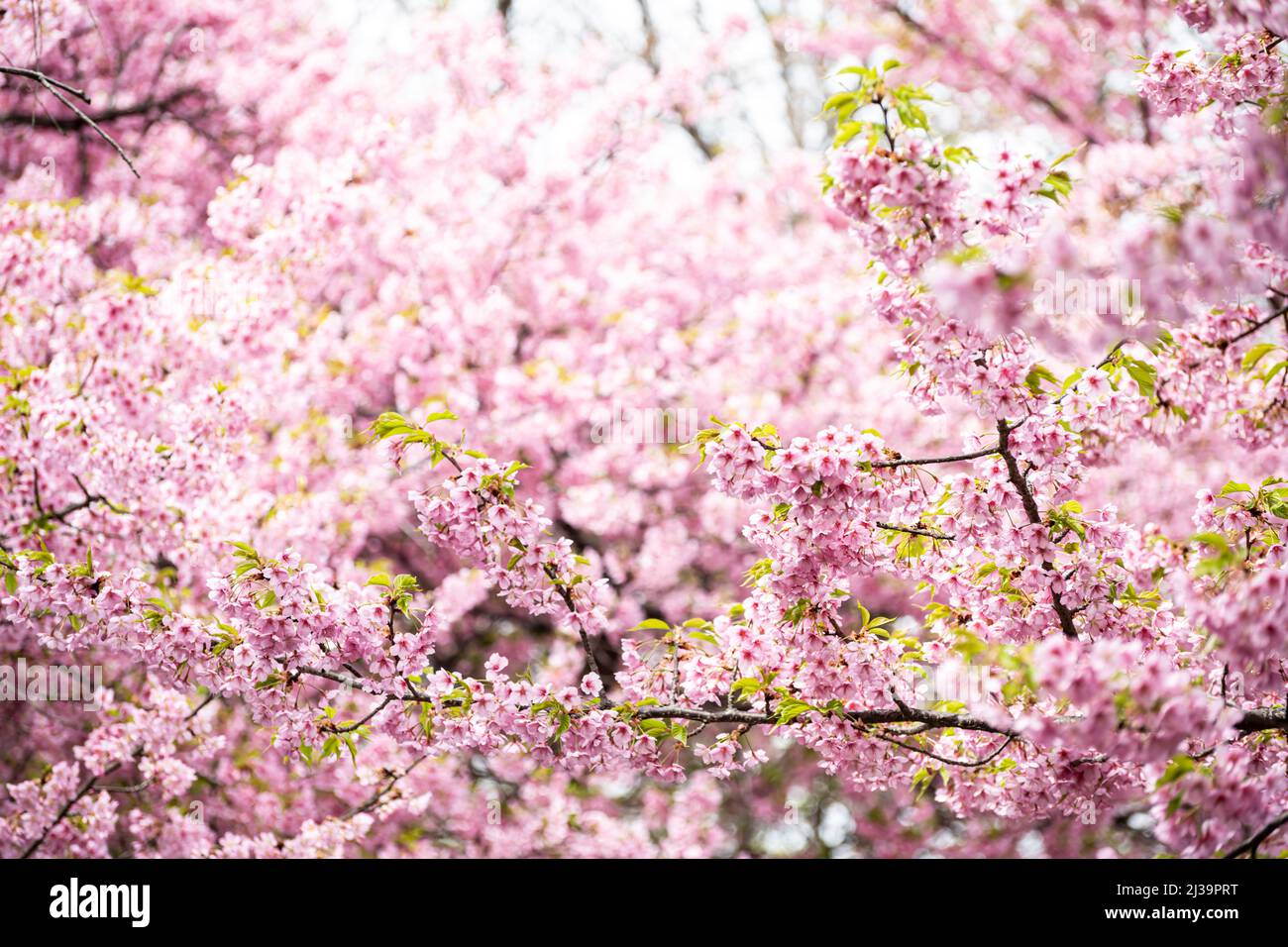 Les cerisiers en fleurs de Kawazu roses sont sur le point d'atteindre la pleine fleur Banque D'Images