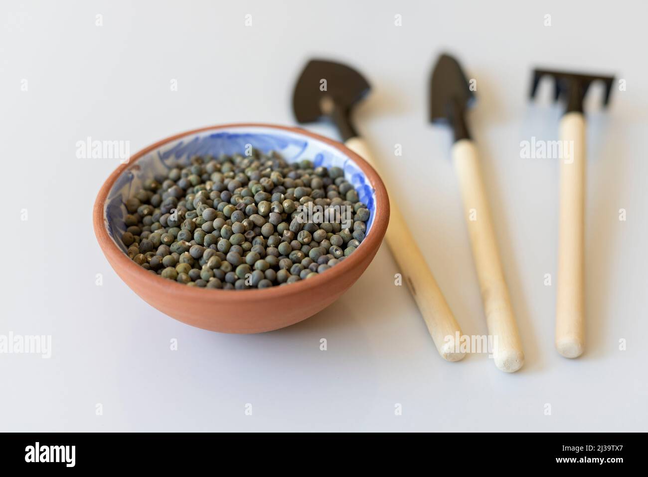 graines de ladyfinger avec mini outils de jardinage Banque D'Images