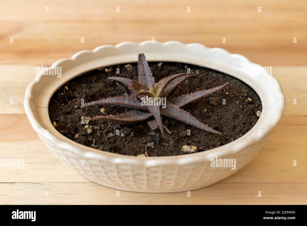 Plante hybride d'aloès dans un pot en céramique vue grand angle Banque D'Images