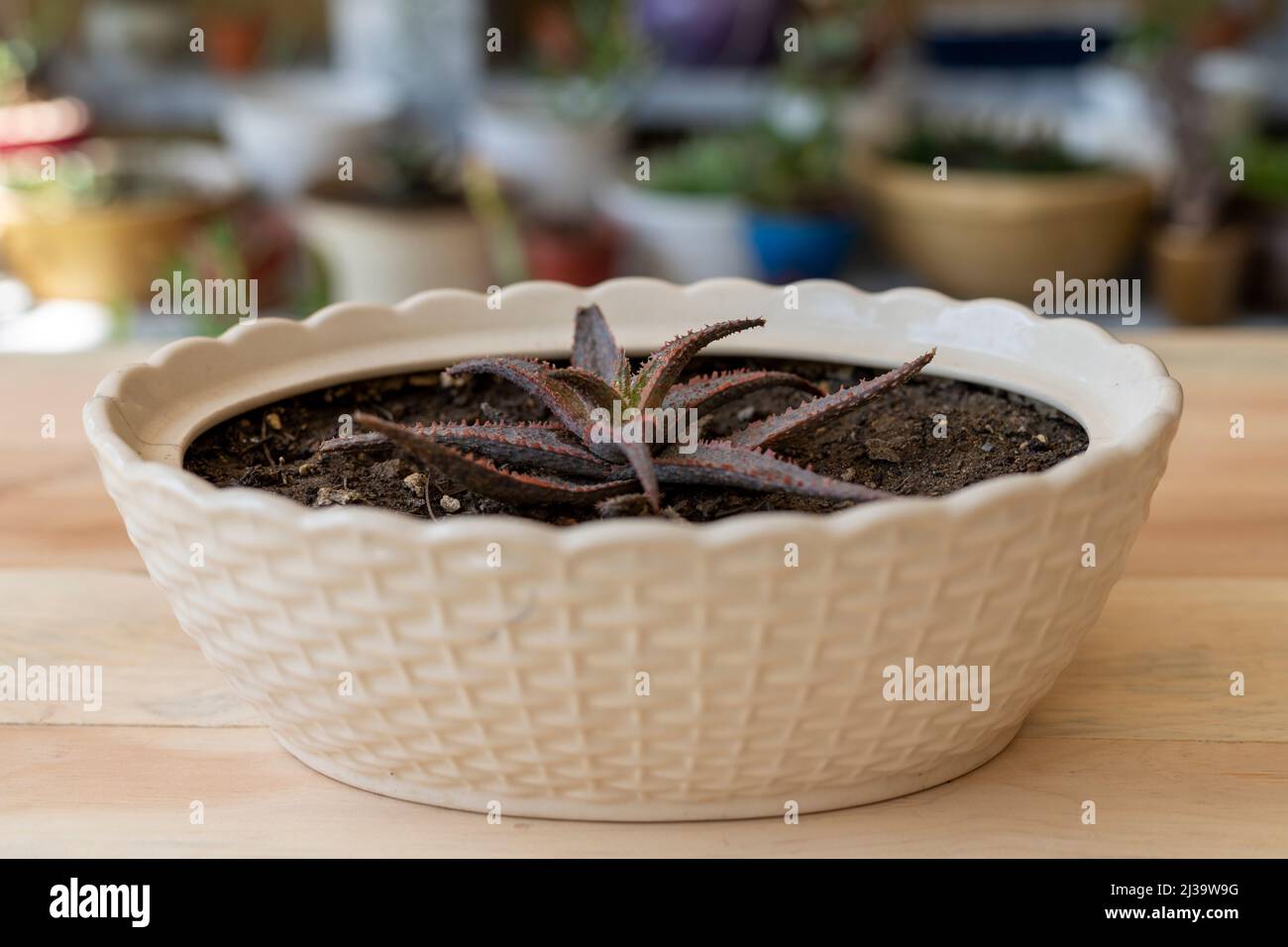 Plante hybride d'aloès dans un pot de céramique Banque D'Images