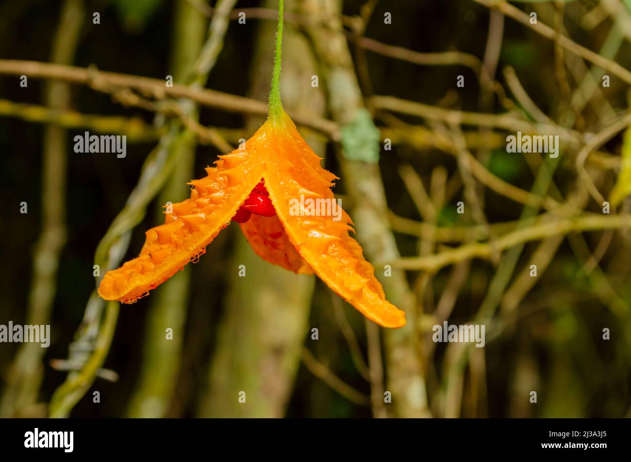 Côté de la burst ouvert Cerasee fruit Banque D'Images