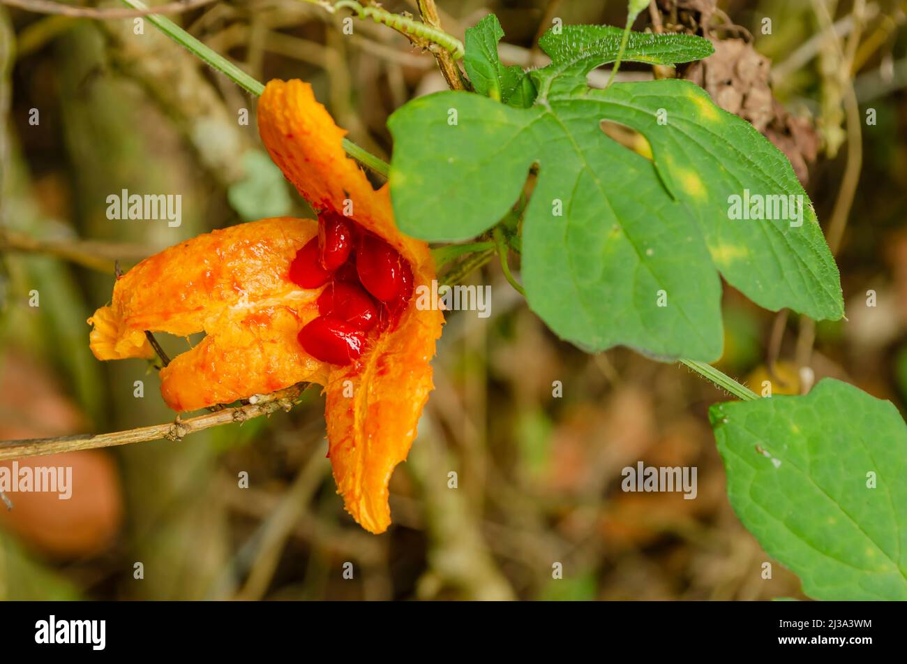 Ouvrez le melon amer Banque D'Images