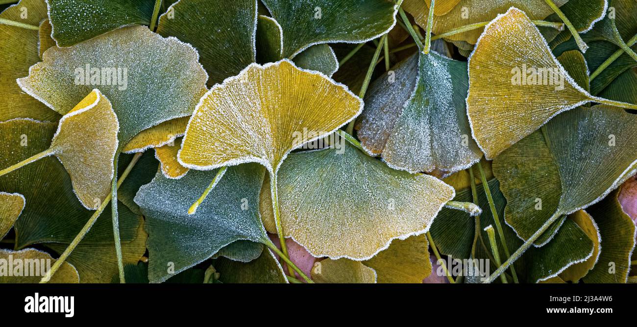 Feuilles ginko givrée Banque D'Images