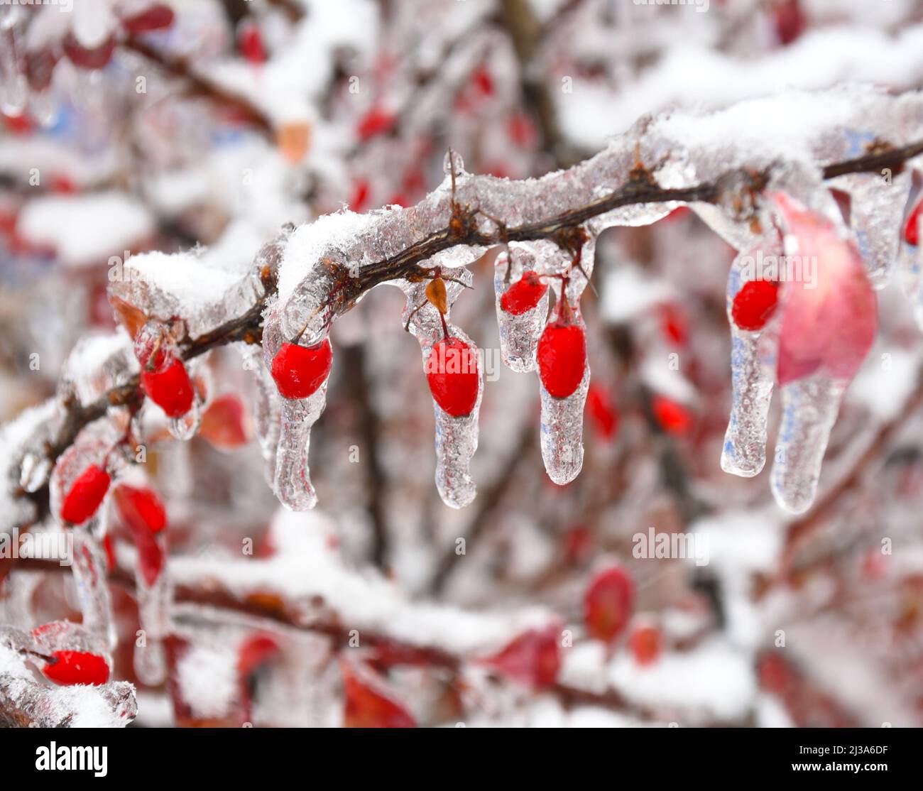 Baies de baies de baryre surgelées accrochées à une branche dans la neige et la glace le jour d'hiver Banque D'Images