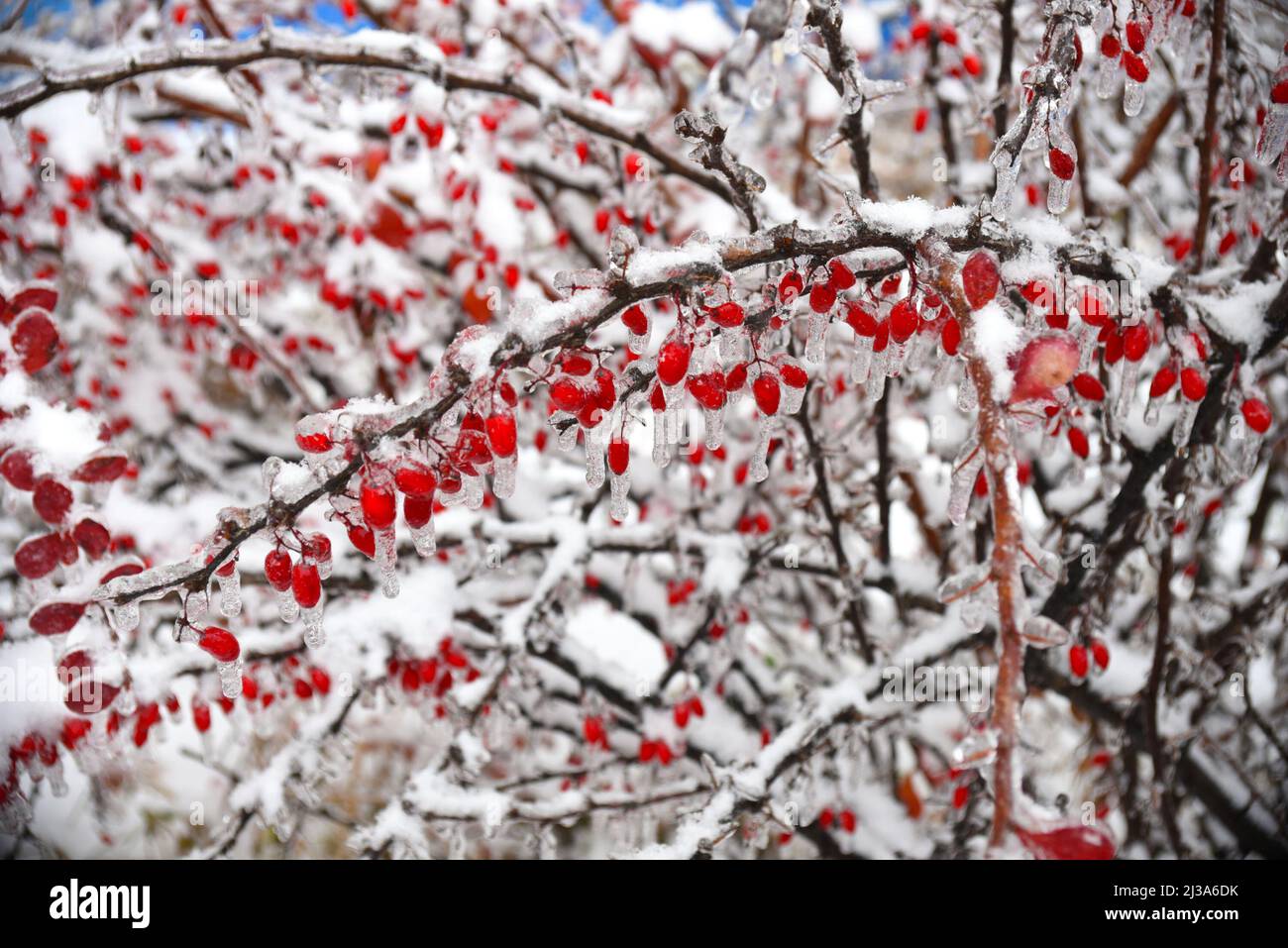 Baies de baies de baryre surgelées accrochées à une branche dans la neige et la glace le jour d'hiver Banque D'Images