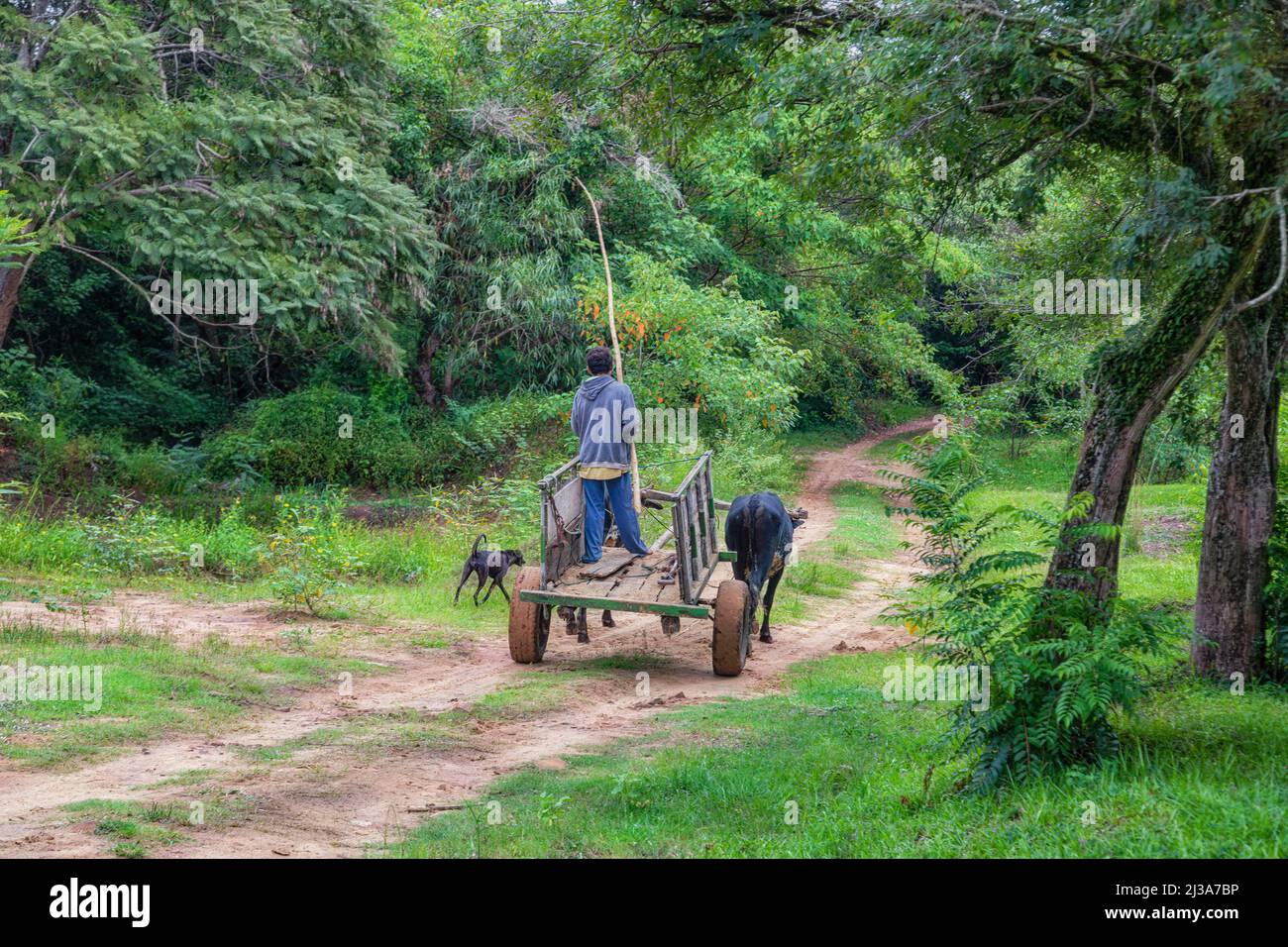 Un pauvre fermier et son chien avec une voiturette de boeuf dans la jungle paraguayenne. Banque D'Images