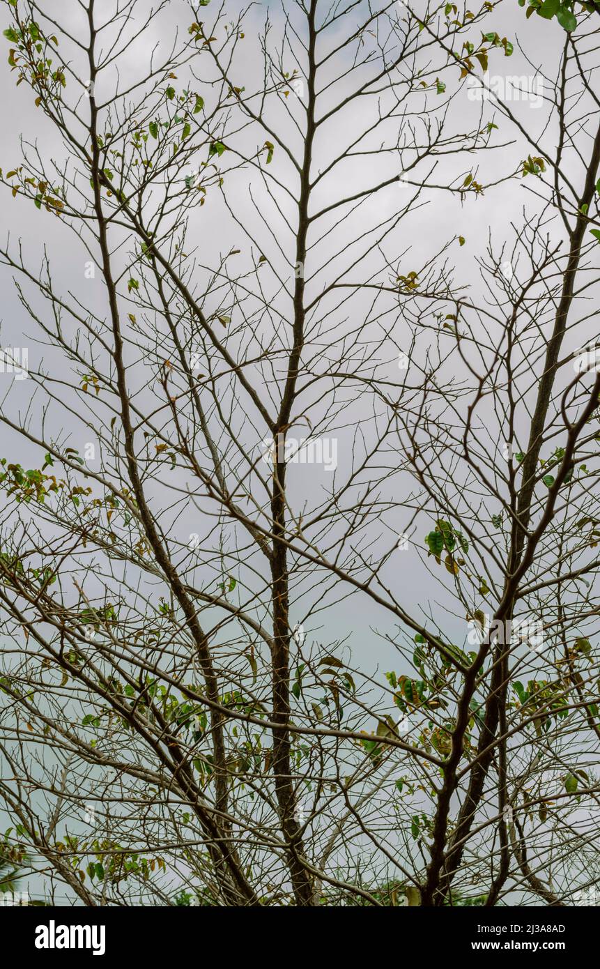 Arbre de striken de sécheresse dans le ciel Banque D'Images