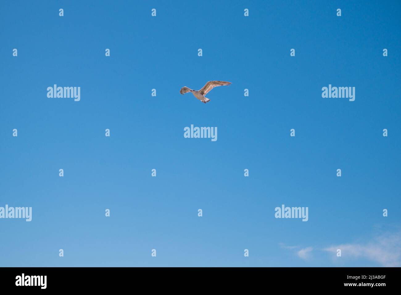 Mouette volant dans un ciel bleu vif. Bleu ciel d'été. Pas de nuages. Banque D'Images