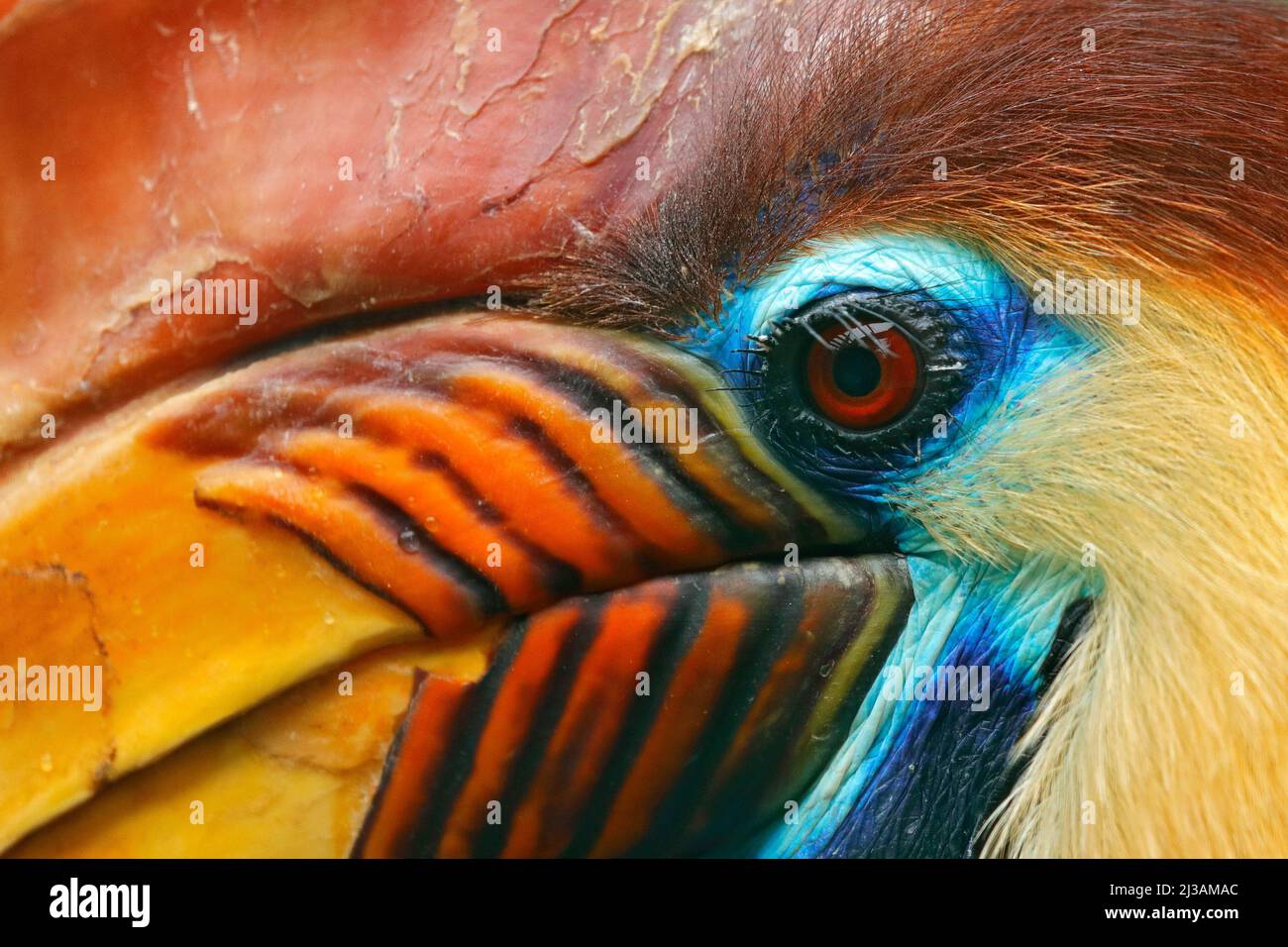 Hornbill, Rhyticeros cassidix, originaire de Sulawesi, Indonésie. Rare oiseau exotique détail portrait des yeux. Grand œil rouge. Belle jungle charme, sauvage Banque D'Images