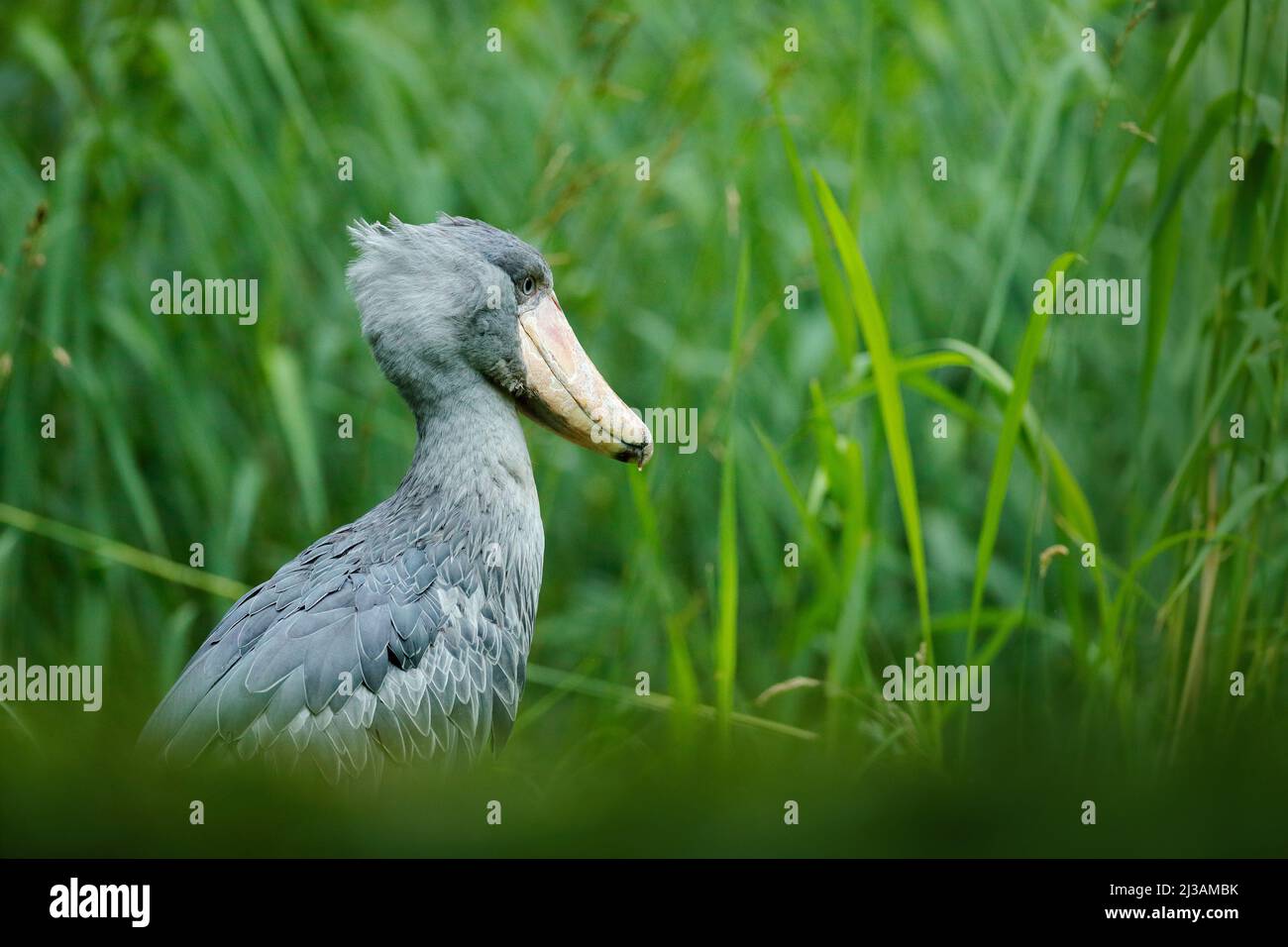Observation des oiseaux en Afrique. Shoebill, Balaeniceps rex, portrait du grand béak, Ouganda. Scène détaillée de la faune d'Afrique centrale. Oiseau rare dans la purée Banque D'Images