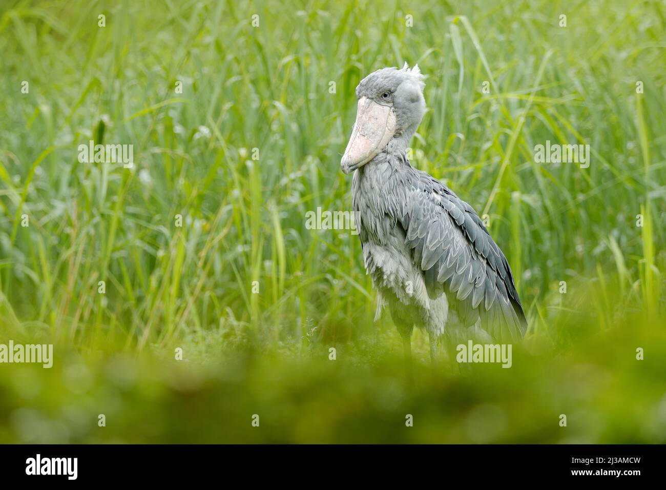 Observation des oiseaux en Afrique. Shoebill, Balaeniceps rex, portrait du grand béak, Congo. Scène détaillée de la faune d'Afrique centrale. Oiseau rare dans le vert Banque D'Images