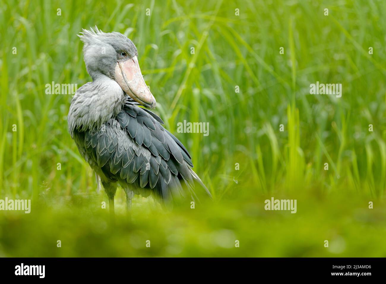Shoebill, Balaeniceps rex, portrait du grand béak, Ouganda. Scène détaillée de la faune d'Afrique centrale. Oiseau rare dans la forêt d'herbe verte. Votre facture de service Banque D'Images