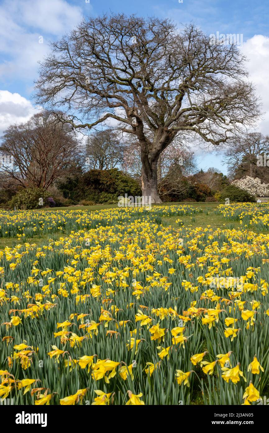 Tapis de jonquilles au printemps Banque D'Images