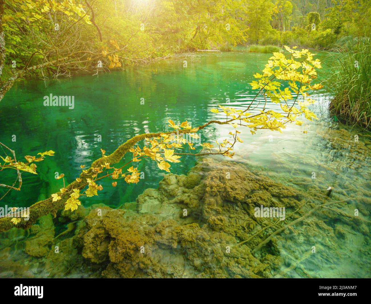 Érable du lac Milino Jezero du parc national des lacs de Plitvice en Croatie, région de Lika. Patrimoine mondial de l'UNESCO de la Croatie appelé Plitvicka Jezera. Banque D'Images