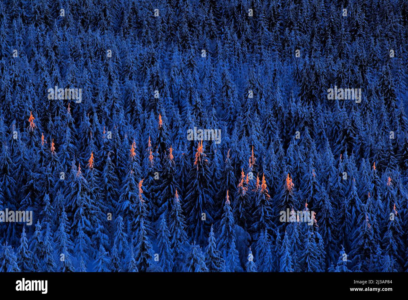 Paysage de montagne bleu d'hiver, forêt de bouleau avec neige, glace et rime. Lumière rose du matin avant le lever du soleil. Crépuscule d'hiver, nature froide dans la forêt. Banque D'Images