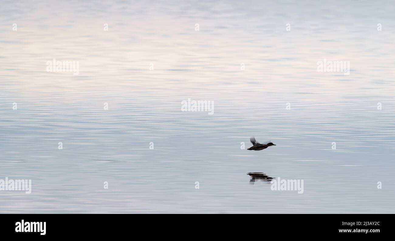 Un seul canard survolant le lac calme à l'aube Banque D'Images