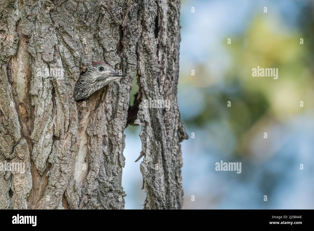 Un jeune pic vert à pois attend sa mère pour se nourrir (Picus virdis) Banque D'Images