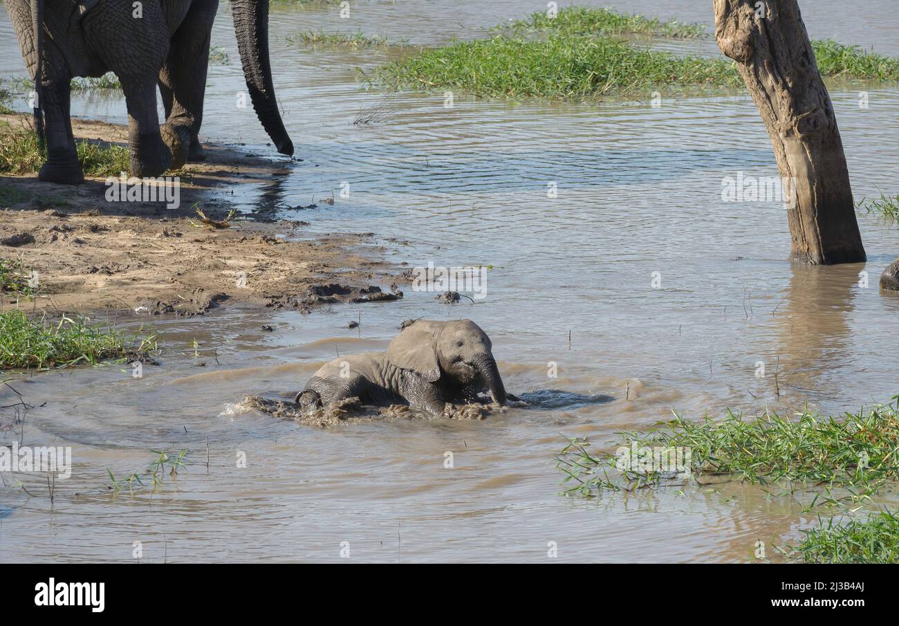 Un jeune éléphant d'Afrique, qui fait partie d'un grand troupeau, joue dans la rivière près de sa mère. Parc national Kruger. Banque D'Images