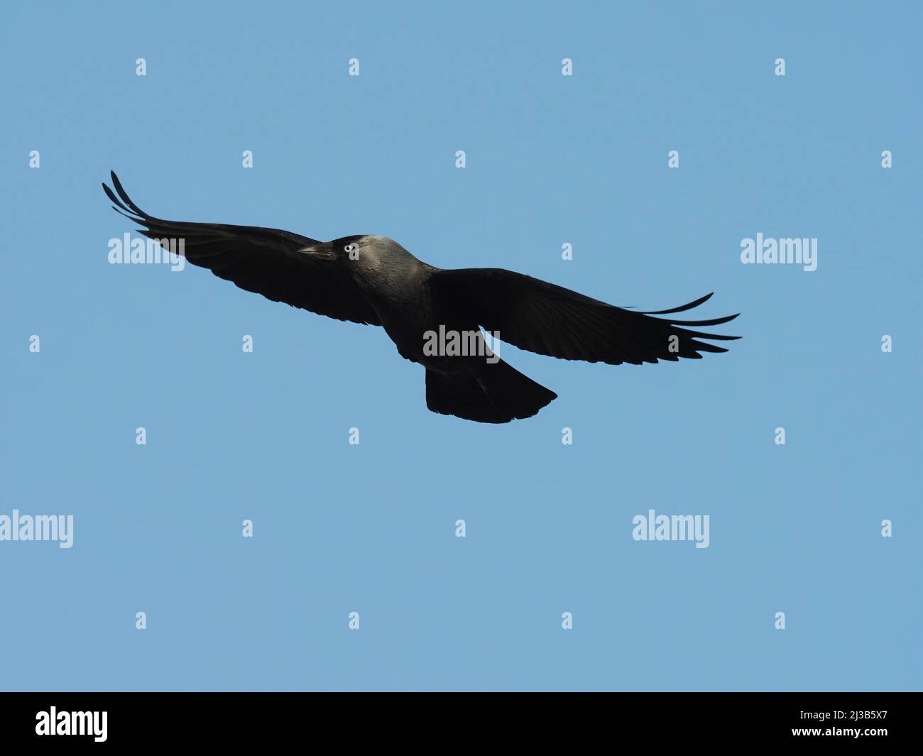 Cette paire de Jackdaws commençait à construire des nids en mars dans un site traditionnel dans une maison abandonnée sur Islay. Banque D'Images