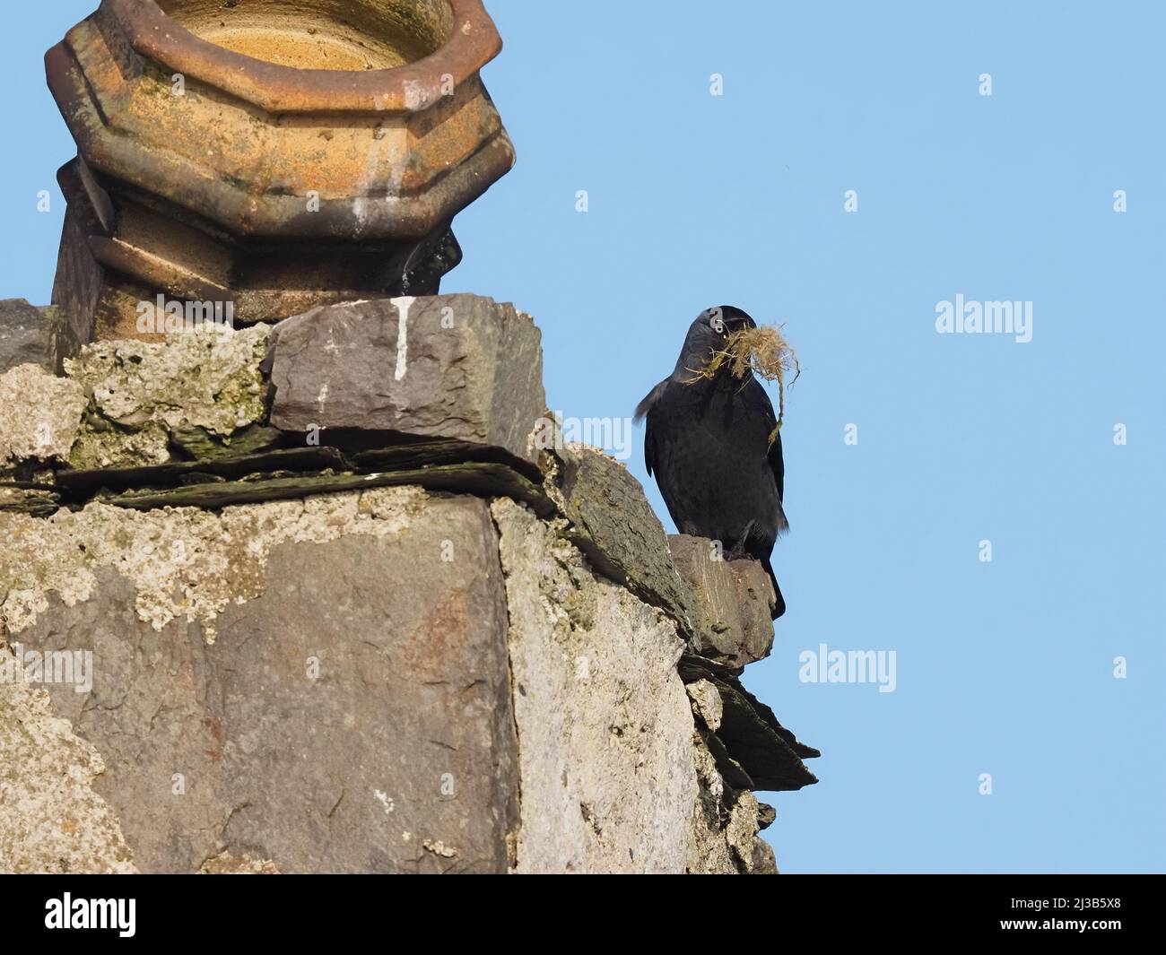Cette paire de Jackdaws commençait à construire des nids en mars dans un site traditionnel dans une maison abandonnée sur Islay. Banque D'Images
