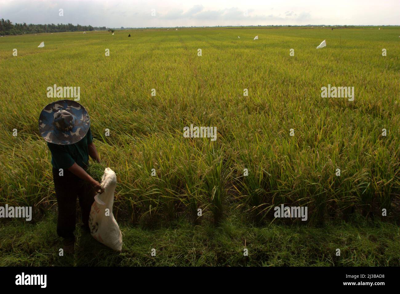 Un agriculteur récolte de l'herbe pour nourrir le bétail alors qu'il est debout sur une crête sur le côté d'un vaste champ de riz à Tempuran, Karawang, West Java, Indonésie. Banque D'Images