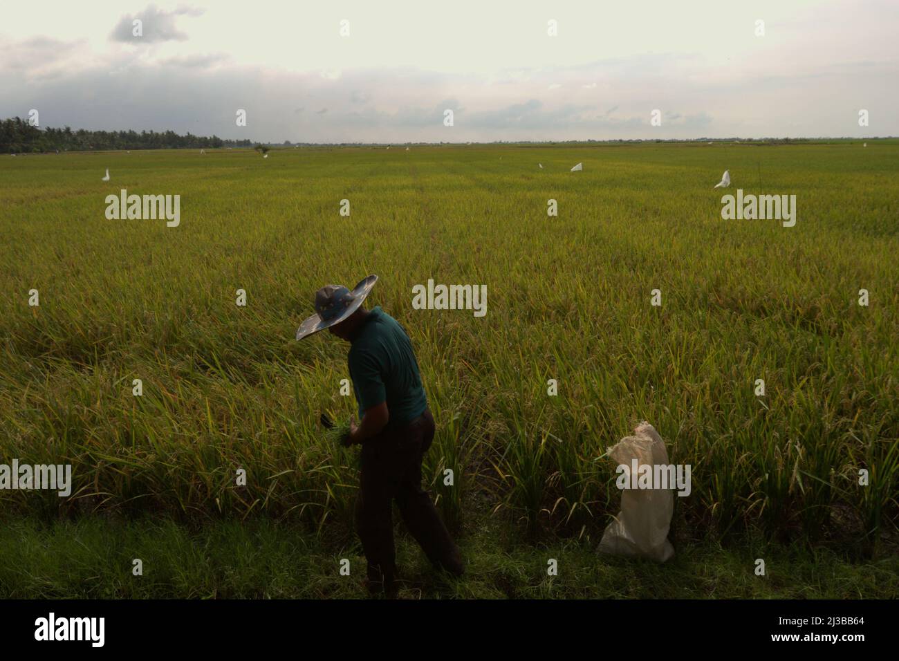 Un agriculteur récolte de l'herbe pour nourrir le bétail alors qu'il est debout sur une crête sur le côté d'un vaste champ de riz à Tempuran, Karawang, West Java, Indonésie. Banque D'Images