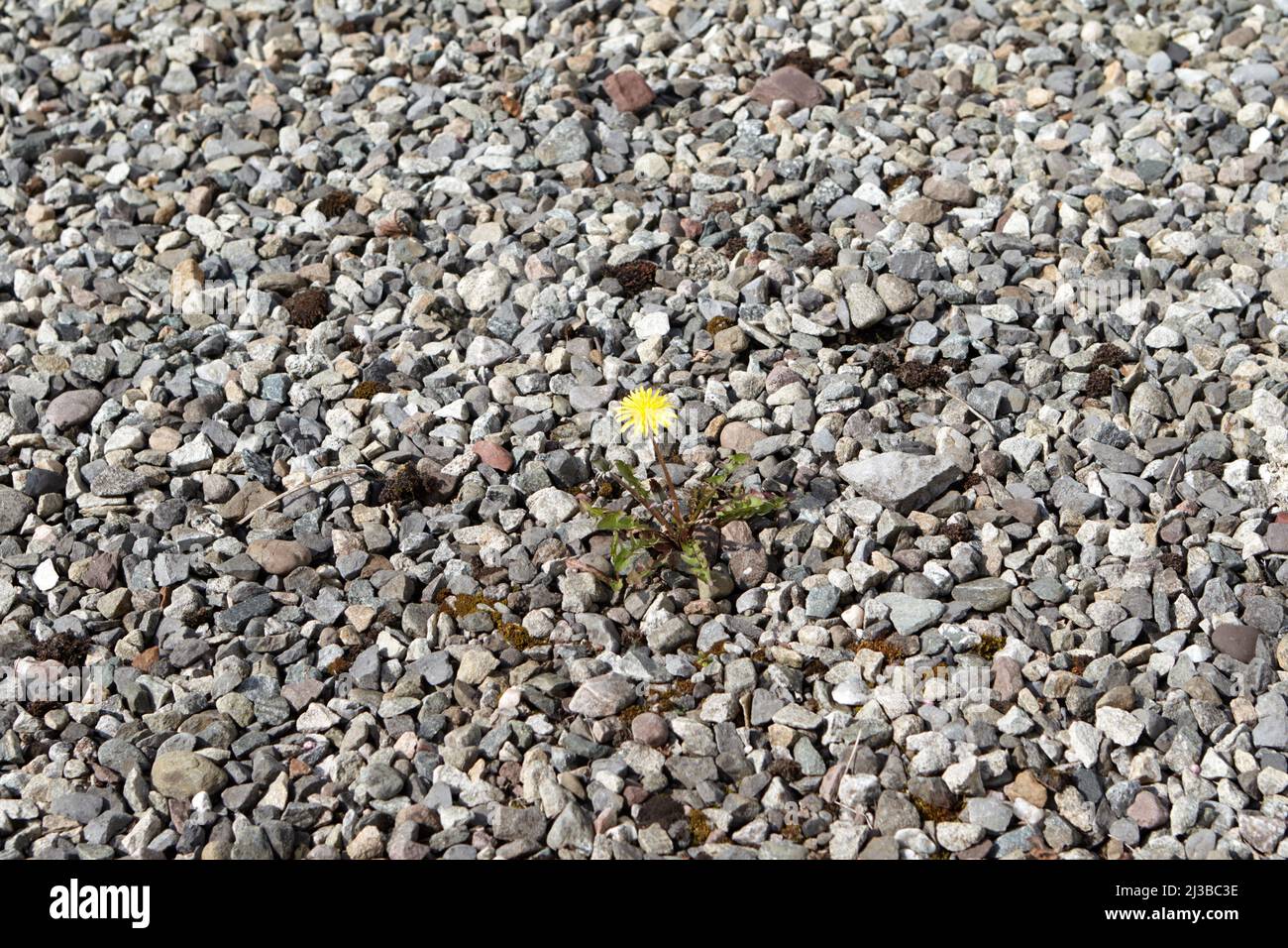 une seule usine de pissenlit qui grandit à travers l'allée en pierre du comté de castlebar mayo république d'irlande Banque D'Images