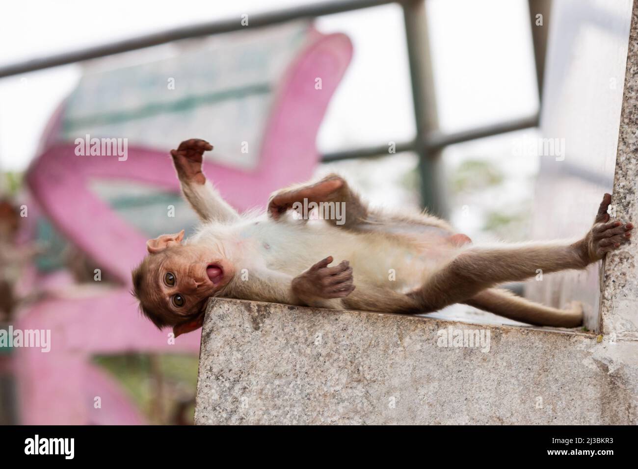 Gros plan de bébé singe couché, fort de Chitradurga, Karnataka, Inde Banque D'Images