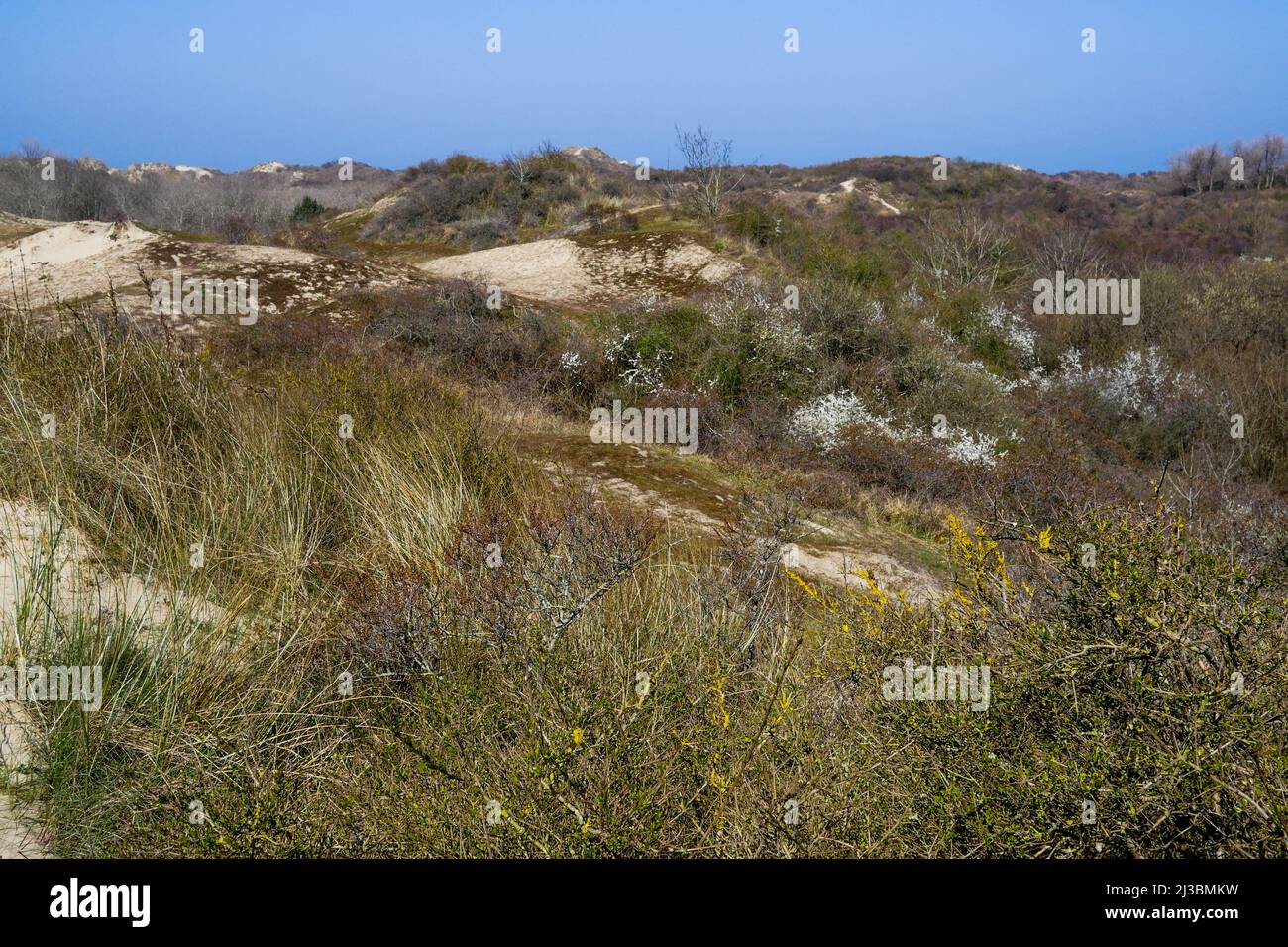 Dune du Perroquet - Dune de Parrot, Bray-Dunes, Nord, hauts-de-France, France Banque D'Images