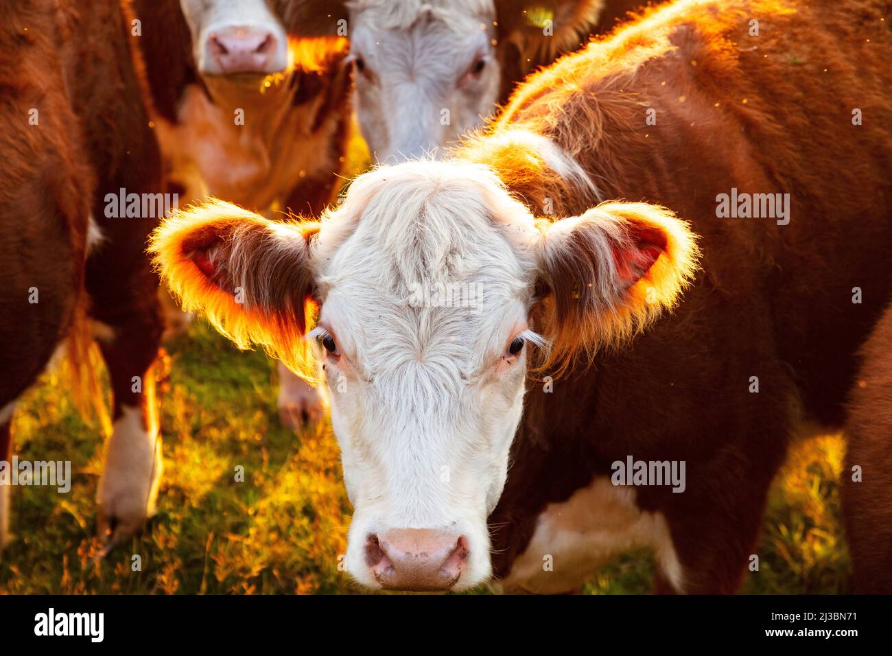 Cow looking at camera Banque D'Images